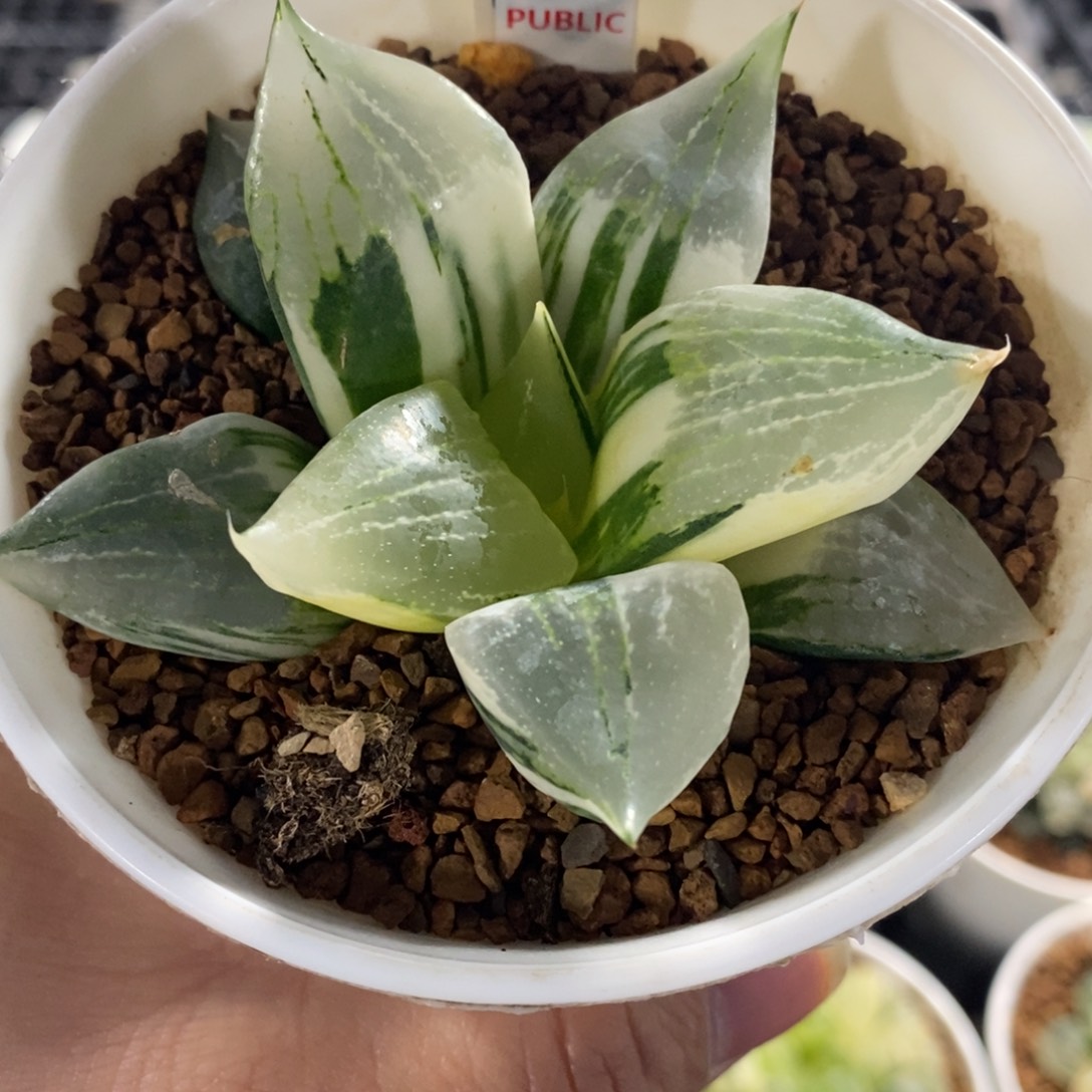 那****277裹斑弱十二卷多肉