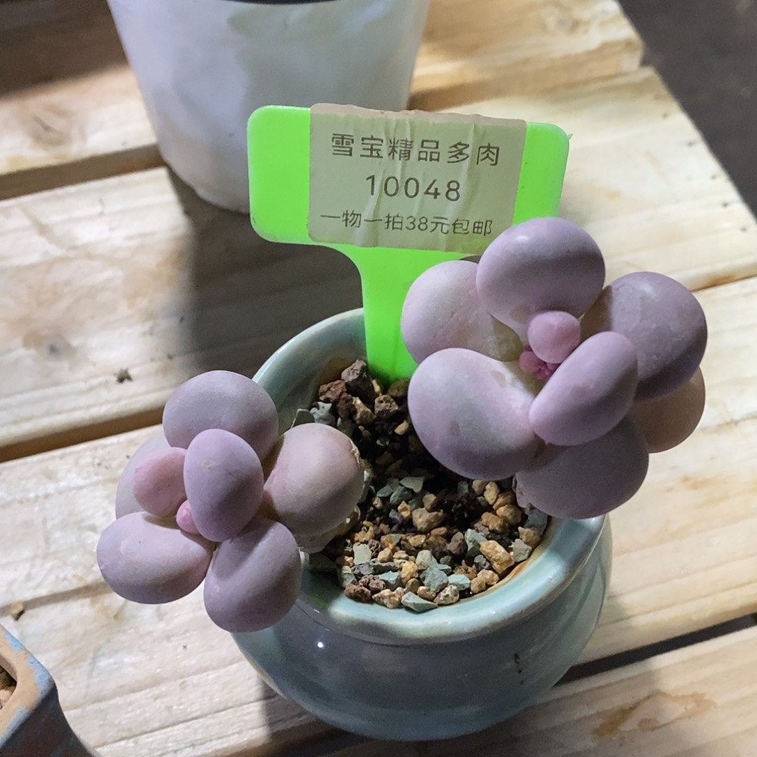 念***s10048，阿奎咯咯图