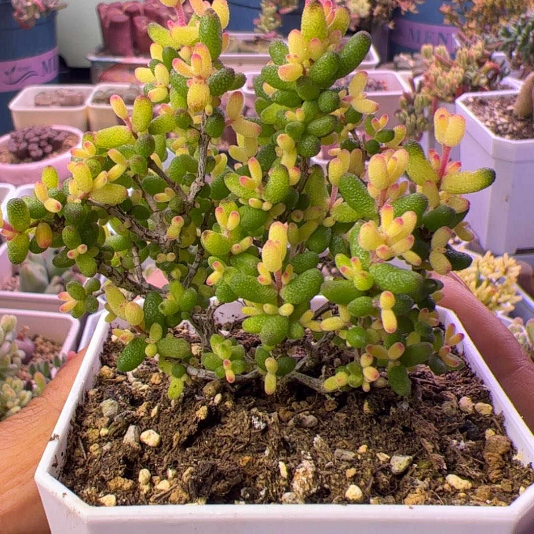 多肉植物枝干假飞机猪