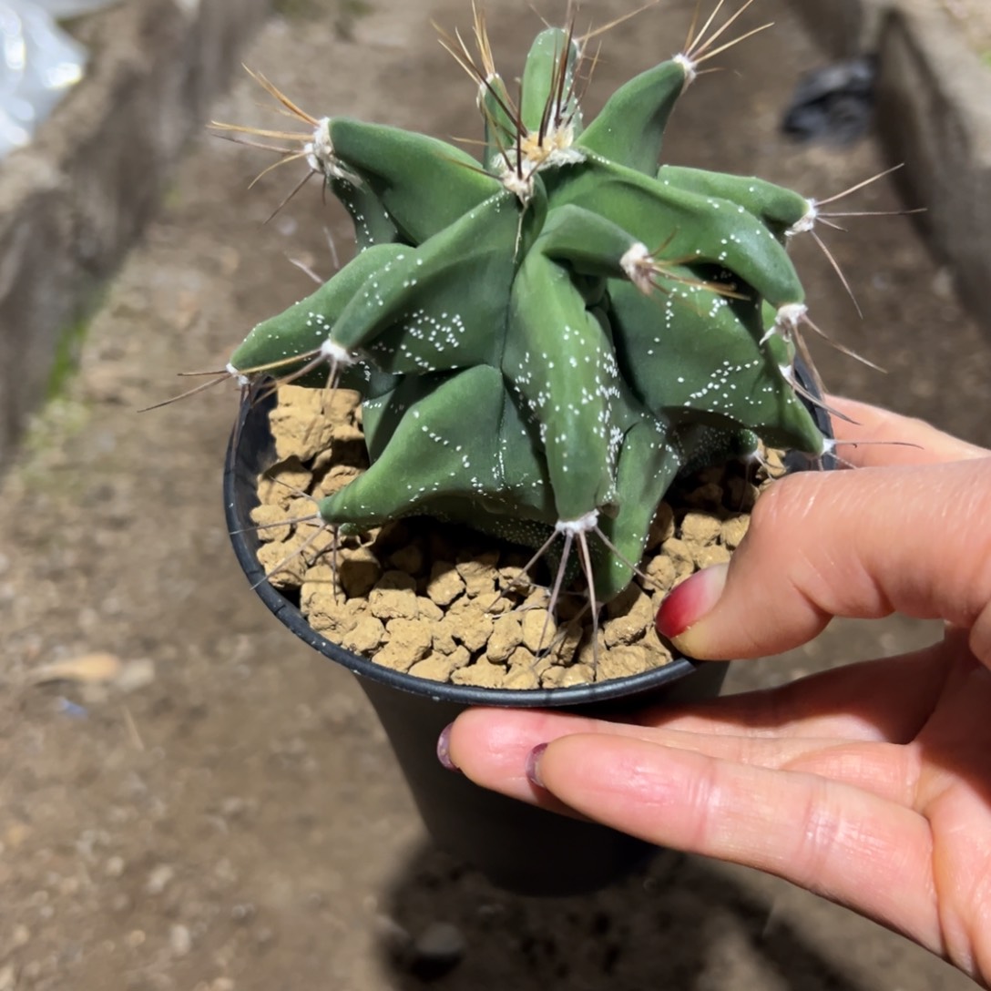 角尤般若wwwwwwwwwwwwww