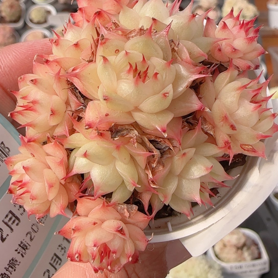 花语多肉1231-171海王散