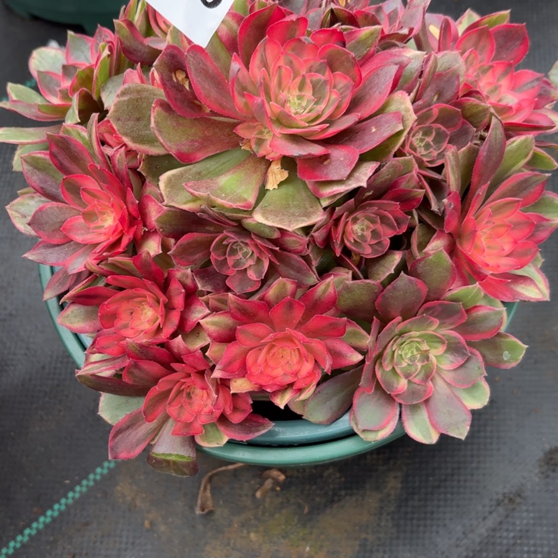 345黑膜锦多肉植物福利