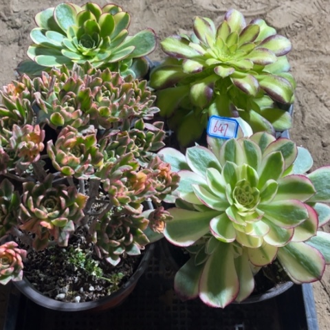647多肉植物组合