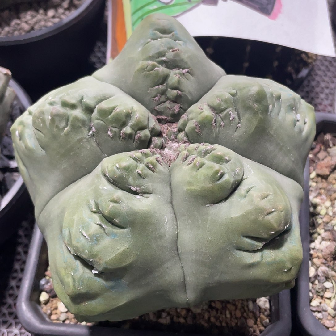 096实生根老桩龟甲鸾凤玉15