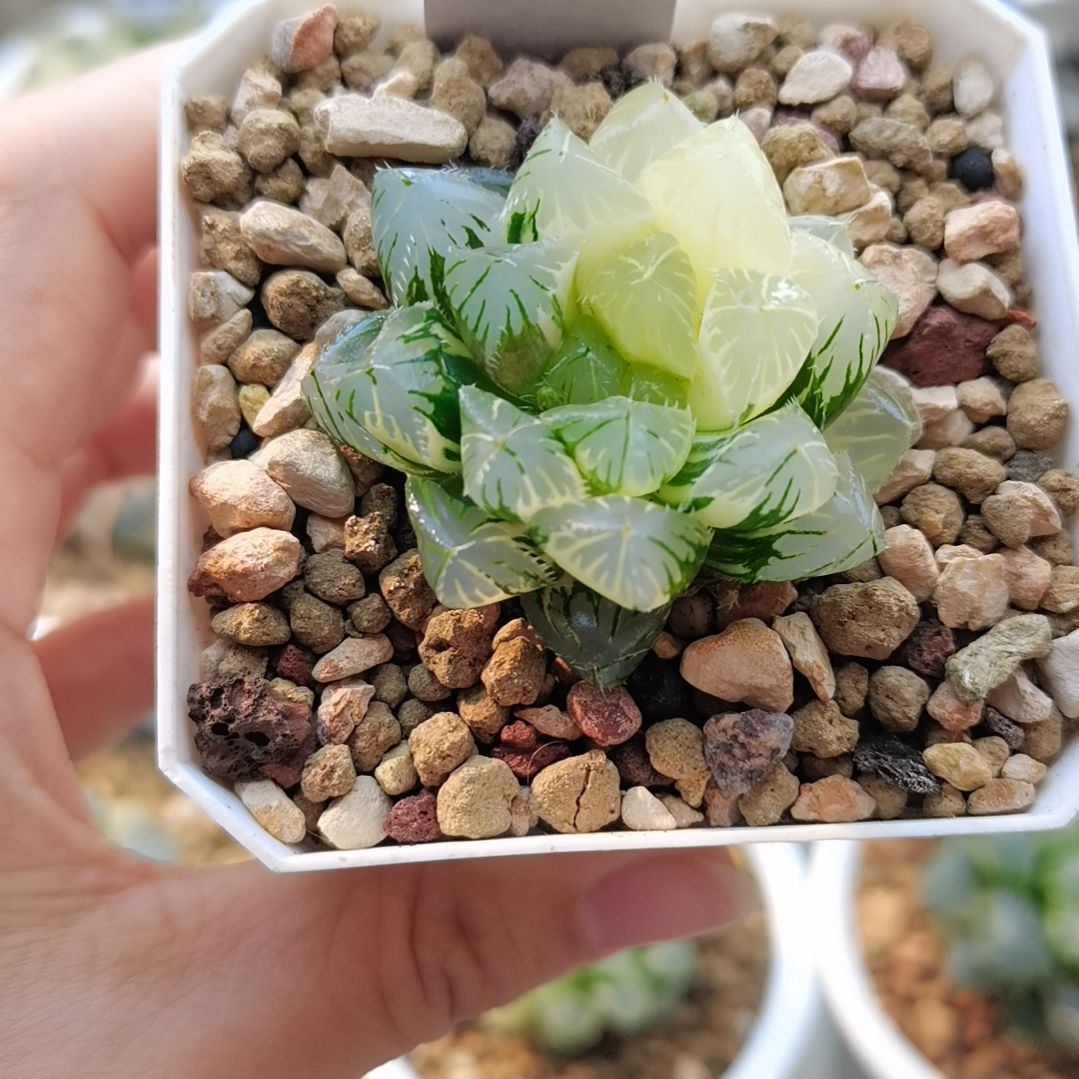 4号花狐玉露锦一物一拍带盆土发货