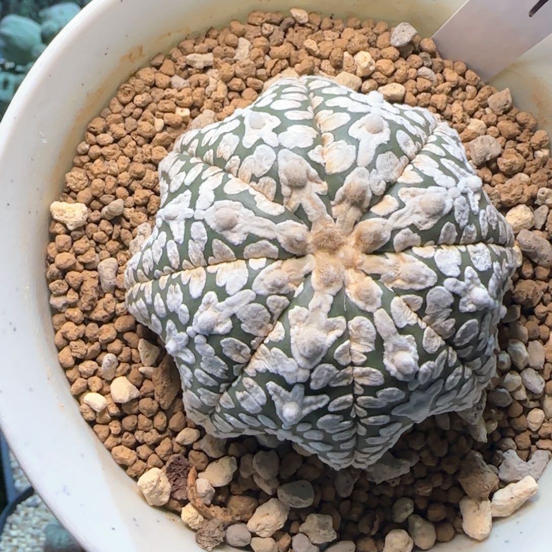 31脱土发实生球球