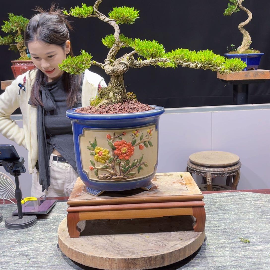 四季常青老桩黄杨盆景