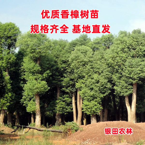 香樟树苗大叶香樟庭院驱蚊四季常青南北方种植小叶龙脑樟绿化树苗