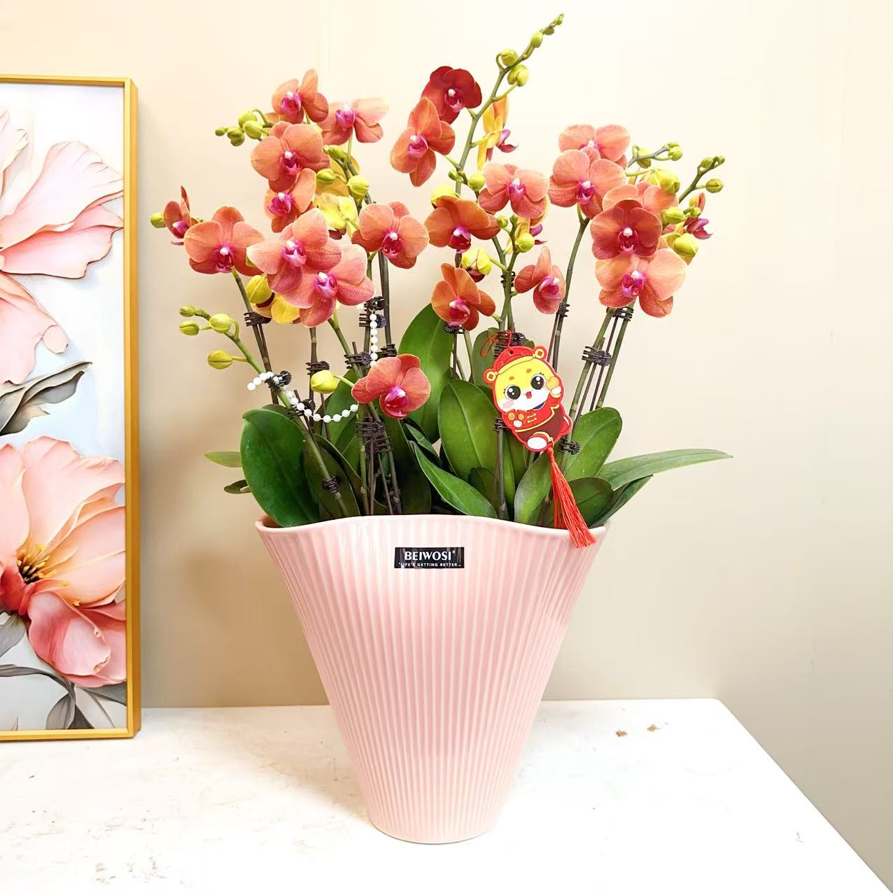 A+级【金桔】精品 蝴蝶 兰