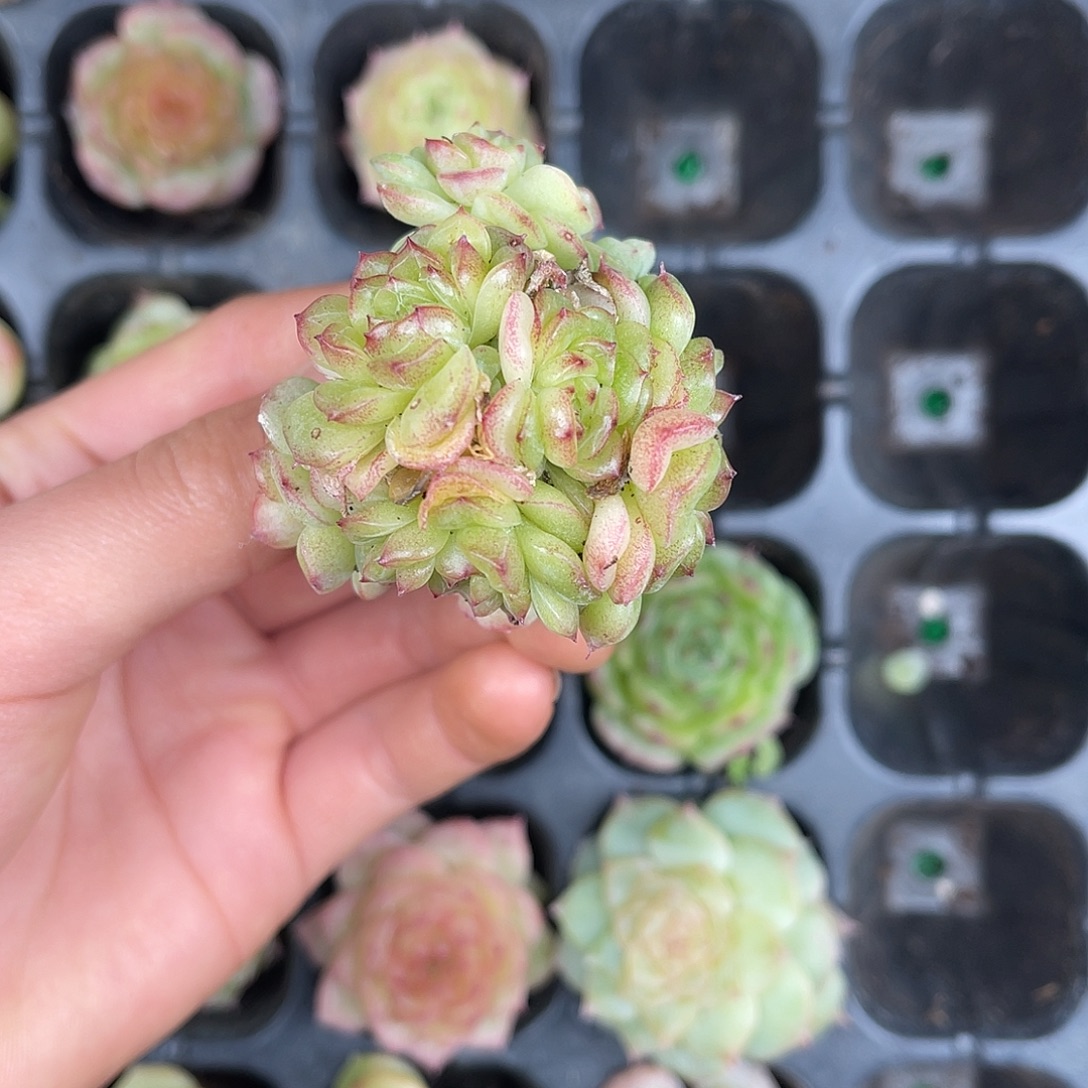 多肉一物一拍31-203