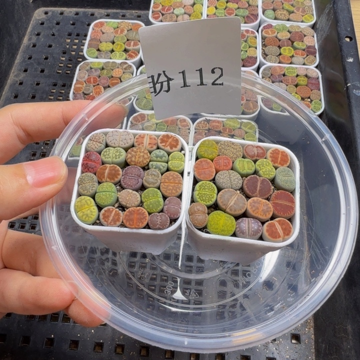 多肉植物的生长发育112