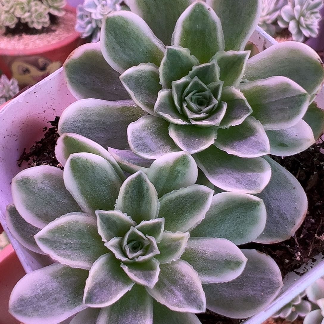 山地玫瑰锦秋夕1305号