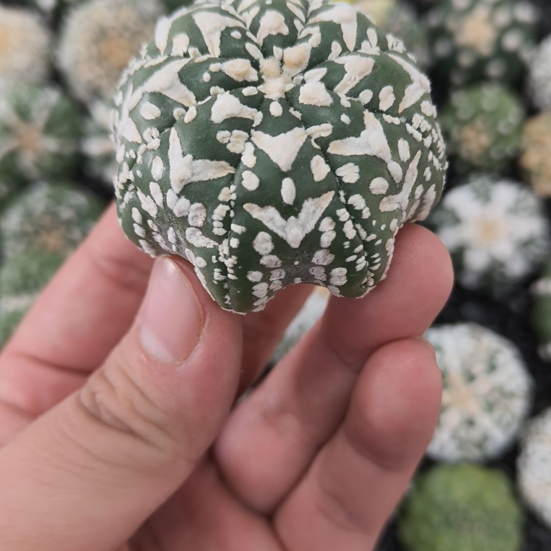 海星体上升水母连V兜