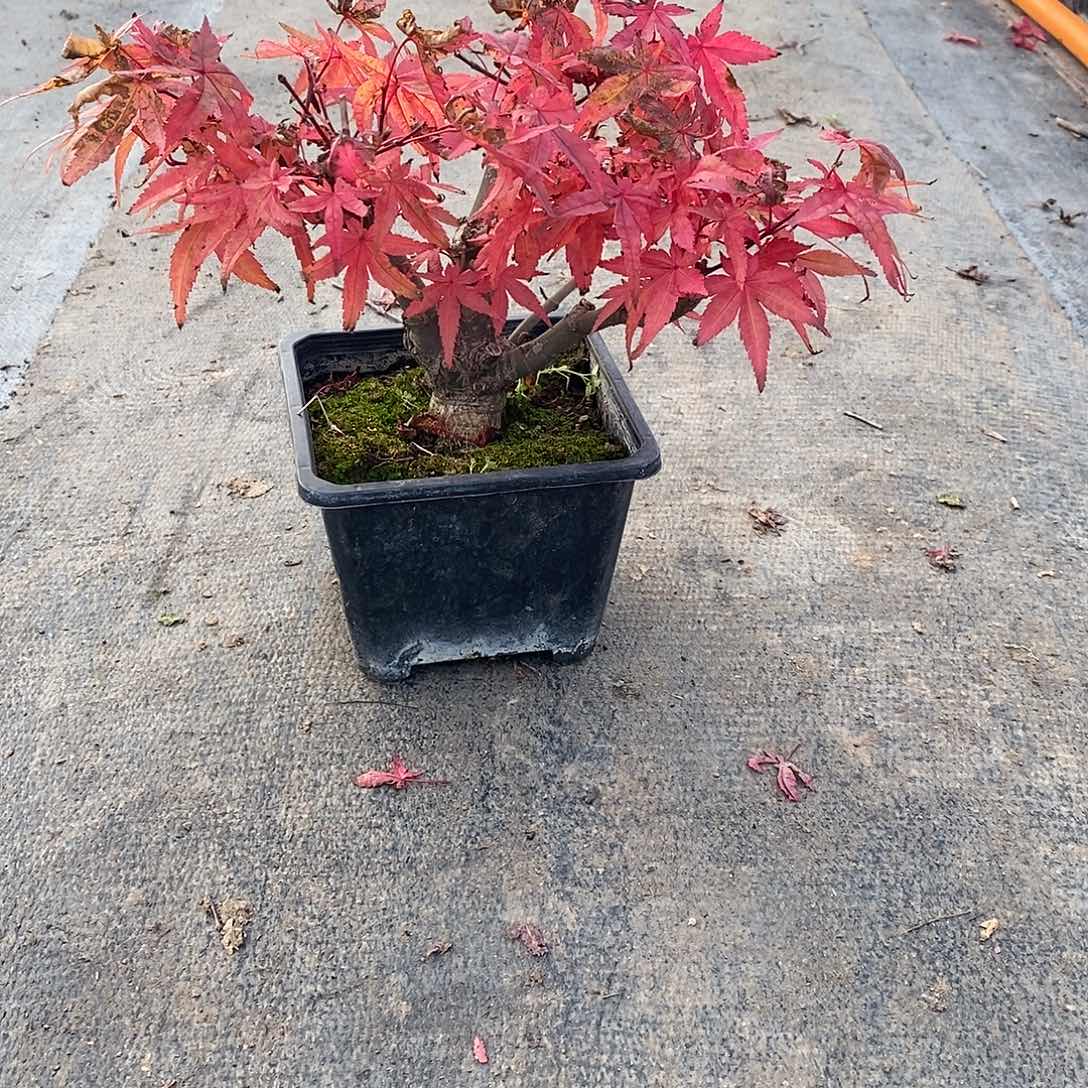 无花朵初星星枫树