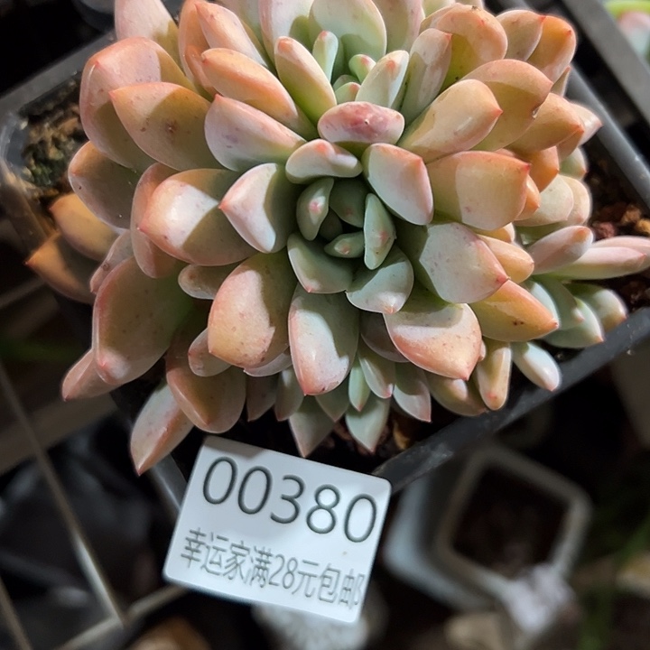 幸运的是我还没到