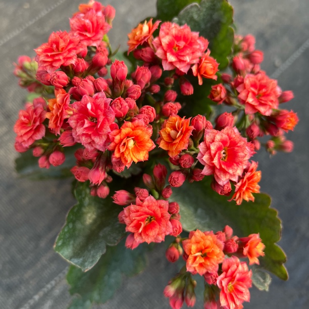 【烟.花】130盆  拍够两单发货