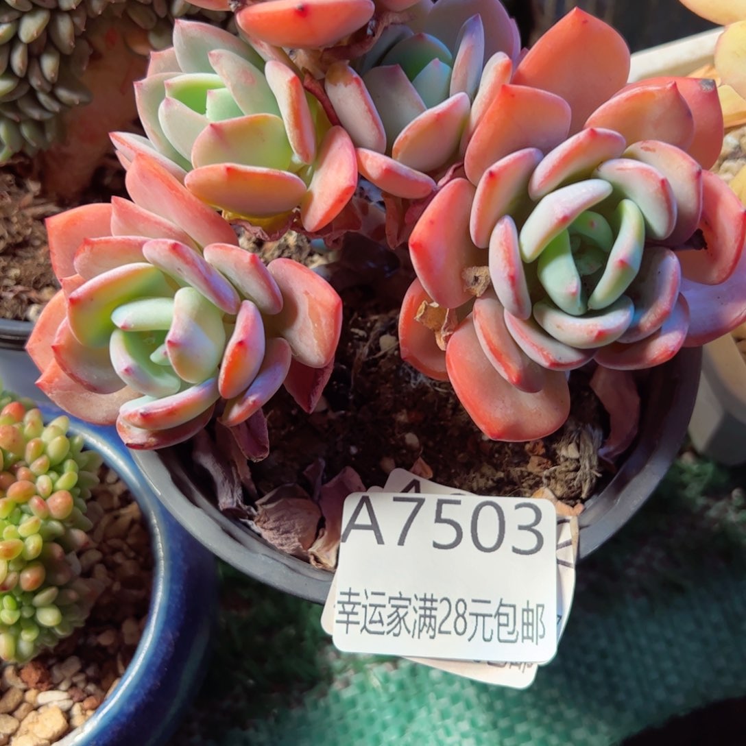 熊****?幸运的是我的朋友们