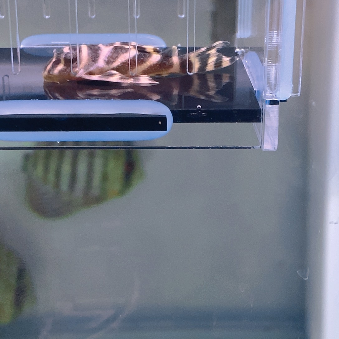 清道夫鱼中通帝王异型37号