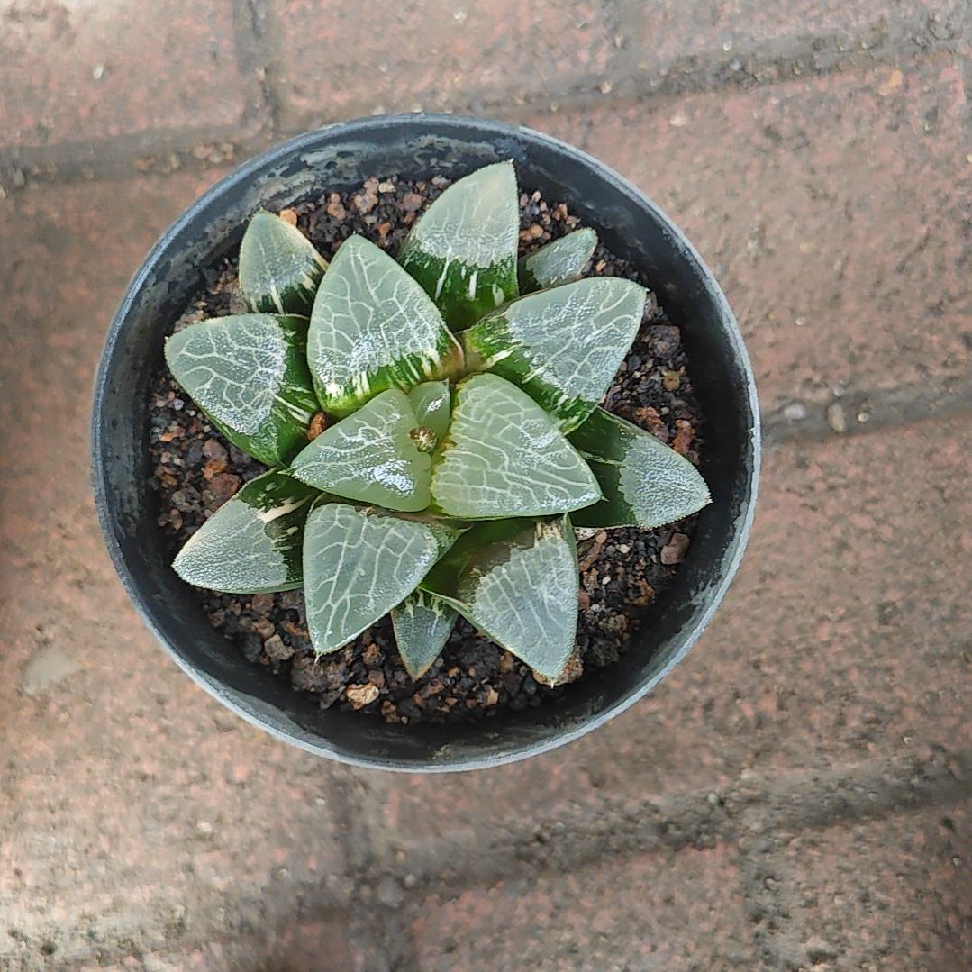 不知名克一颗多肉植物原盆