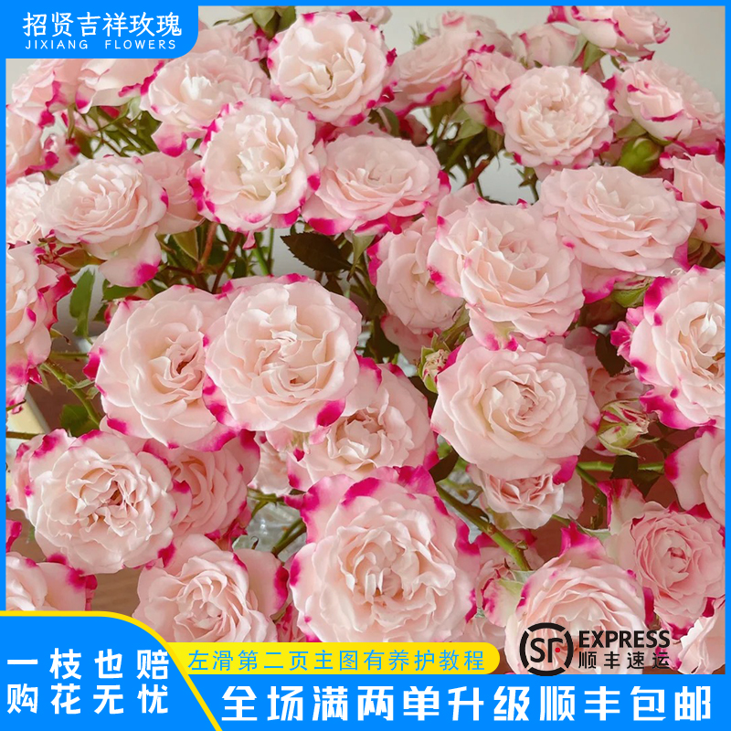 【折射A/B】粉白糖果  山东玫瑰基地直发 现采现摘  顺丰包邮