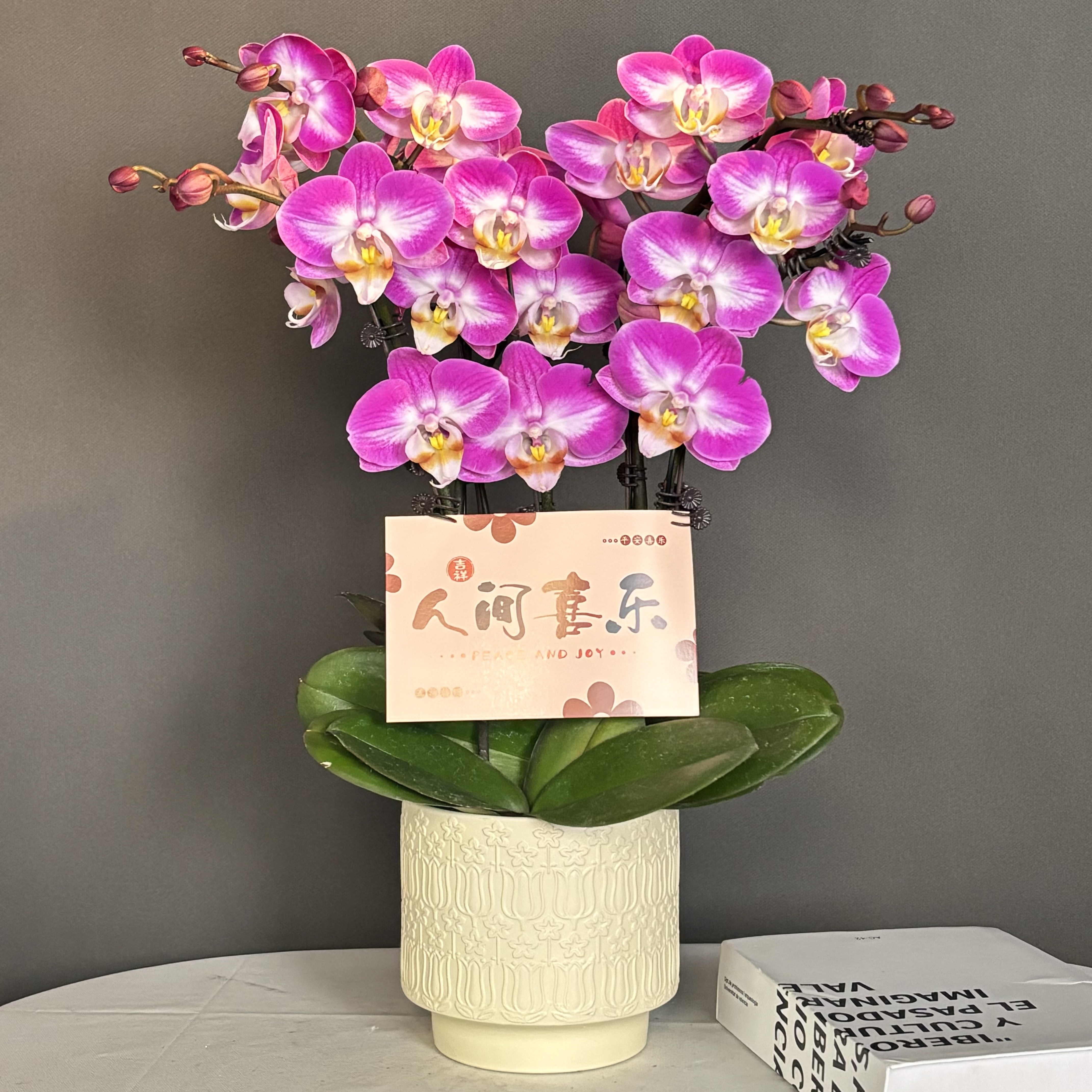 鼎胜【雪山飞狐】蝴蝶兰盆栽花卉观花植物室内四季开花陶瓷盆2-4