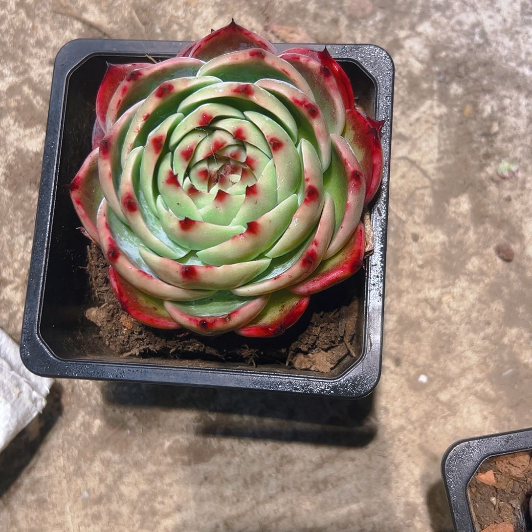 ღ***࿐惊红多肉234566789986