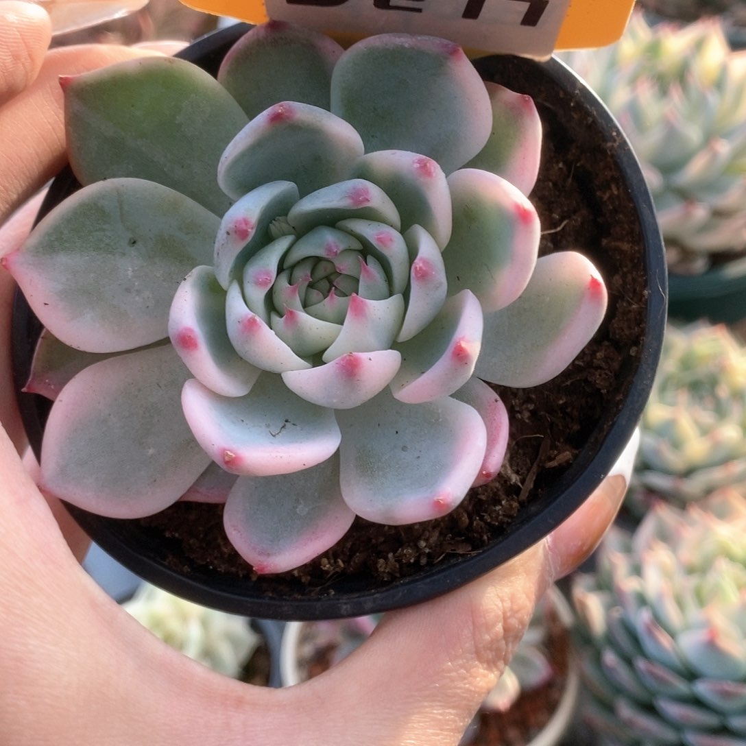 277锦锦锦锦锦锦锦