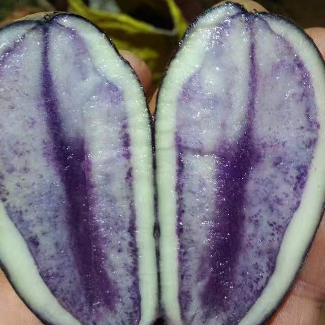 万人迷（透心紫）乌洋芋