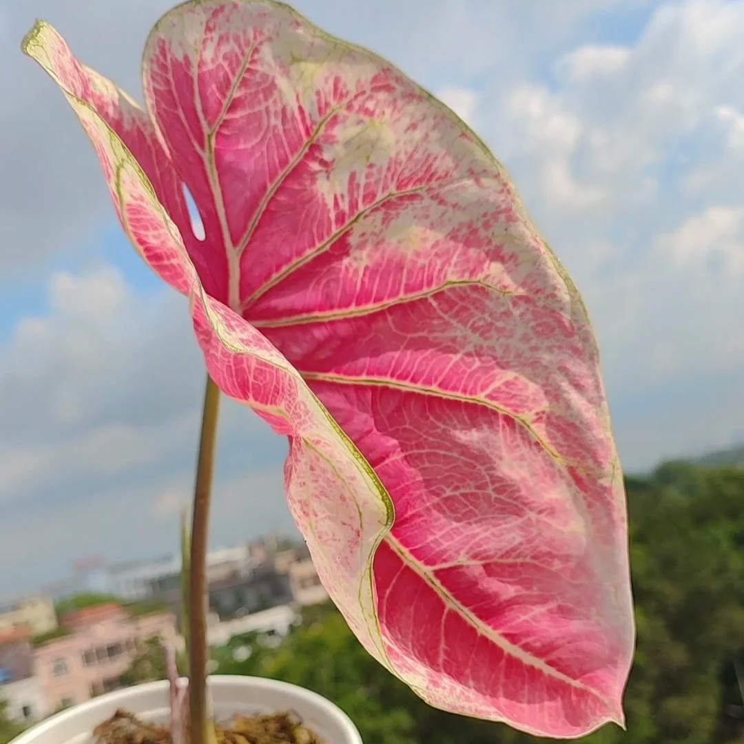 彩叶芋夏天的多巴胺大自然的调色盘