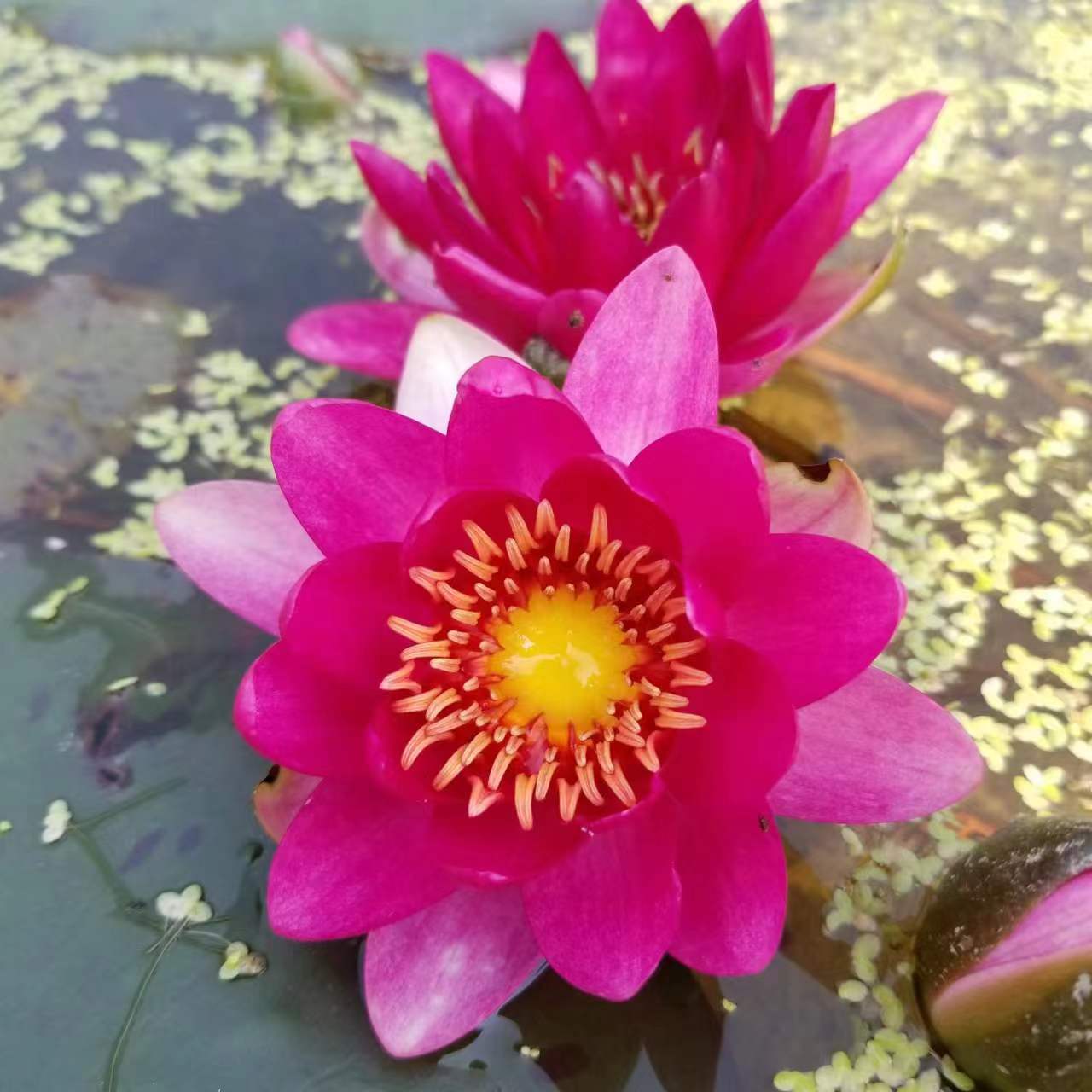 耐寒睡莲霞妃中型