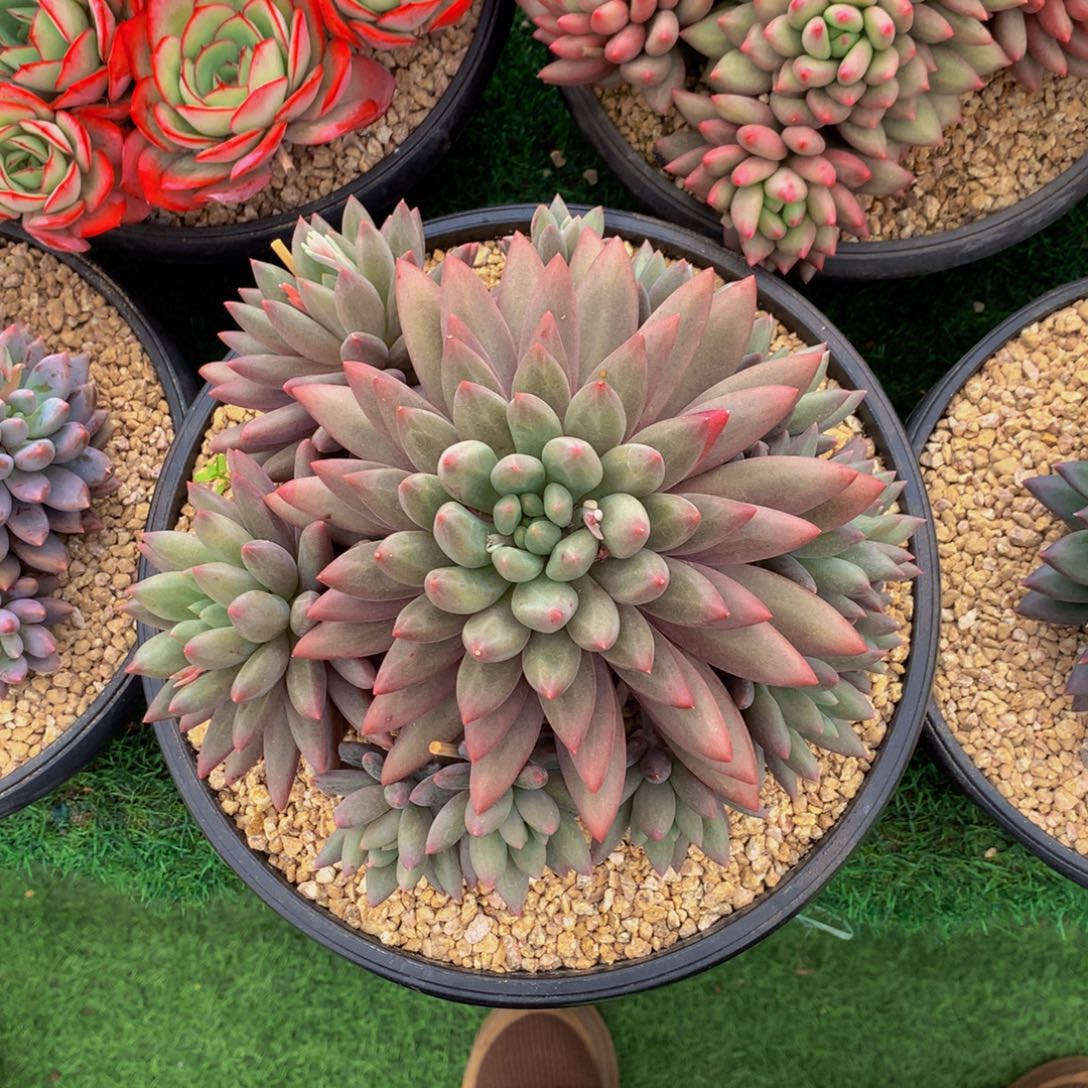 用***5水晶叠叶大手捧多肉植物