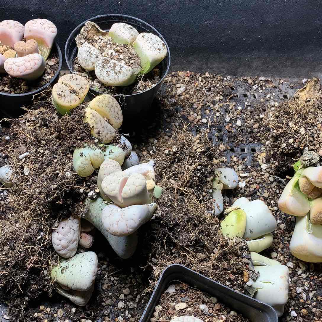 新**选G388多肉植物保护研究所