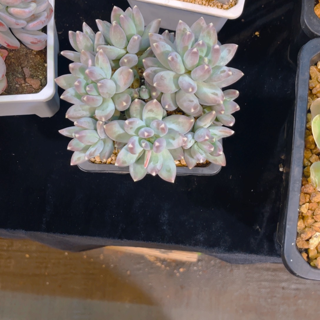 松果美人平头群生哦