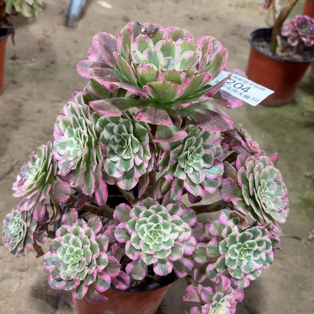 204霁月多肉植物法师