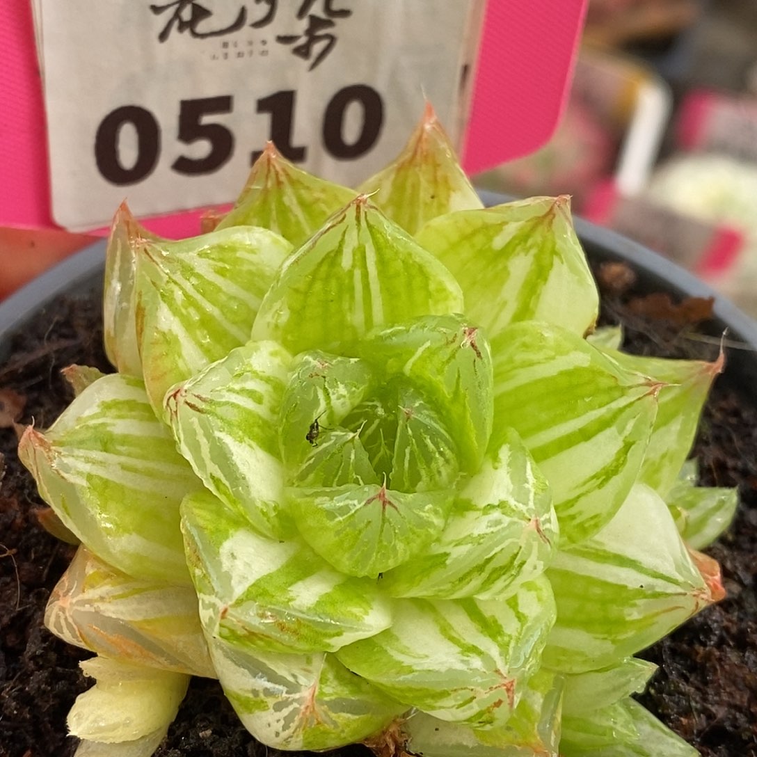 510哈哈哈哈哈哈哈哈哈