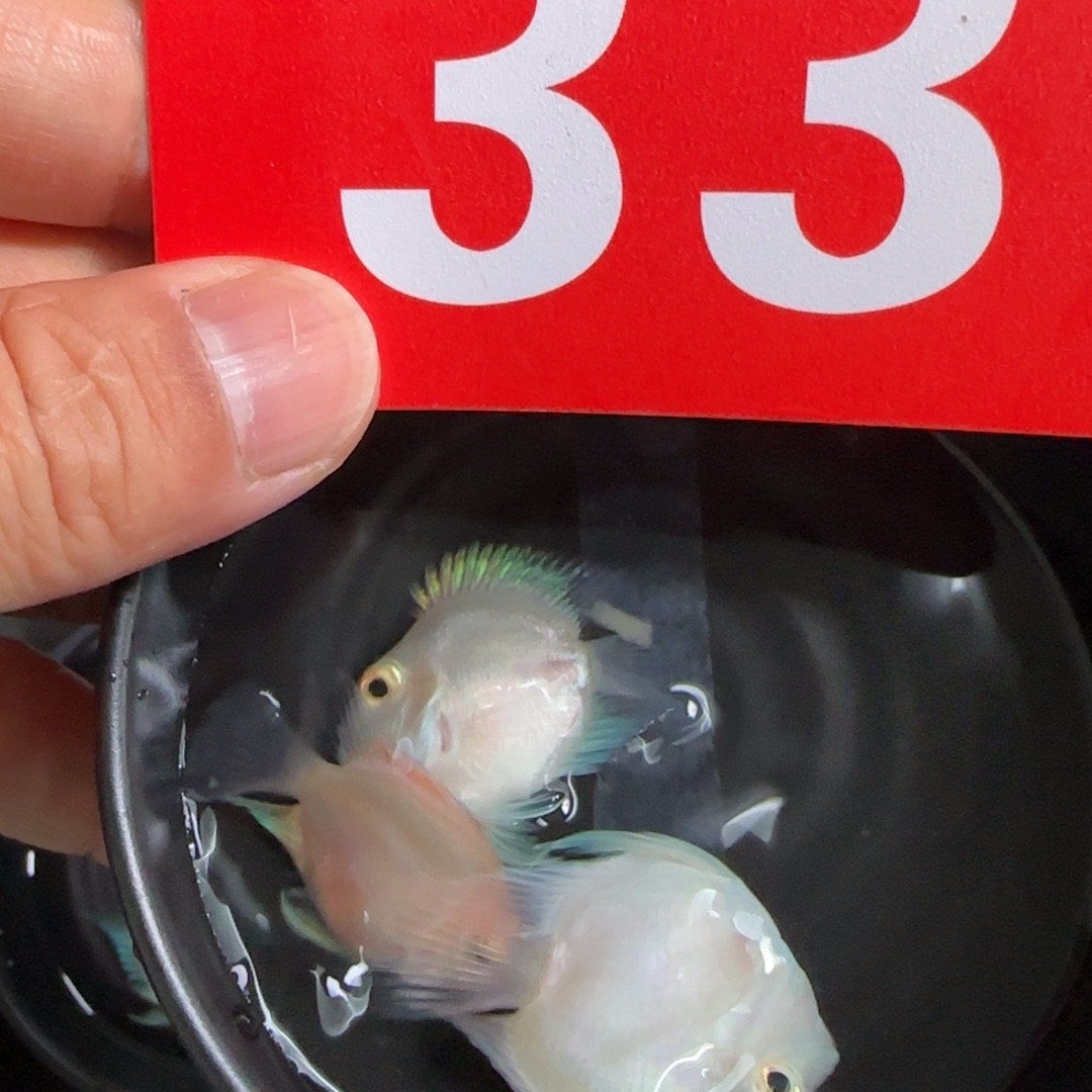 鹦鹉鱼迷你鹦鹉白金一对一胭脂粉