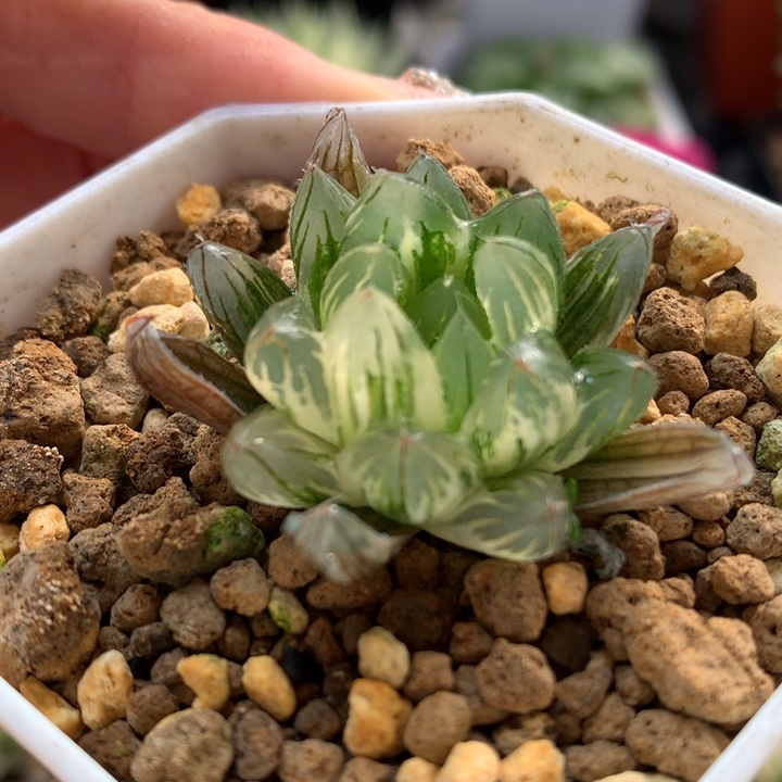 龙鳞玉露锦带盆土发货