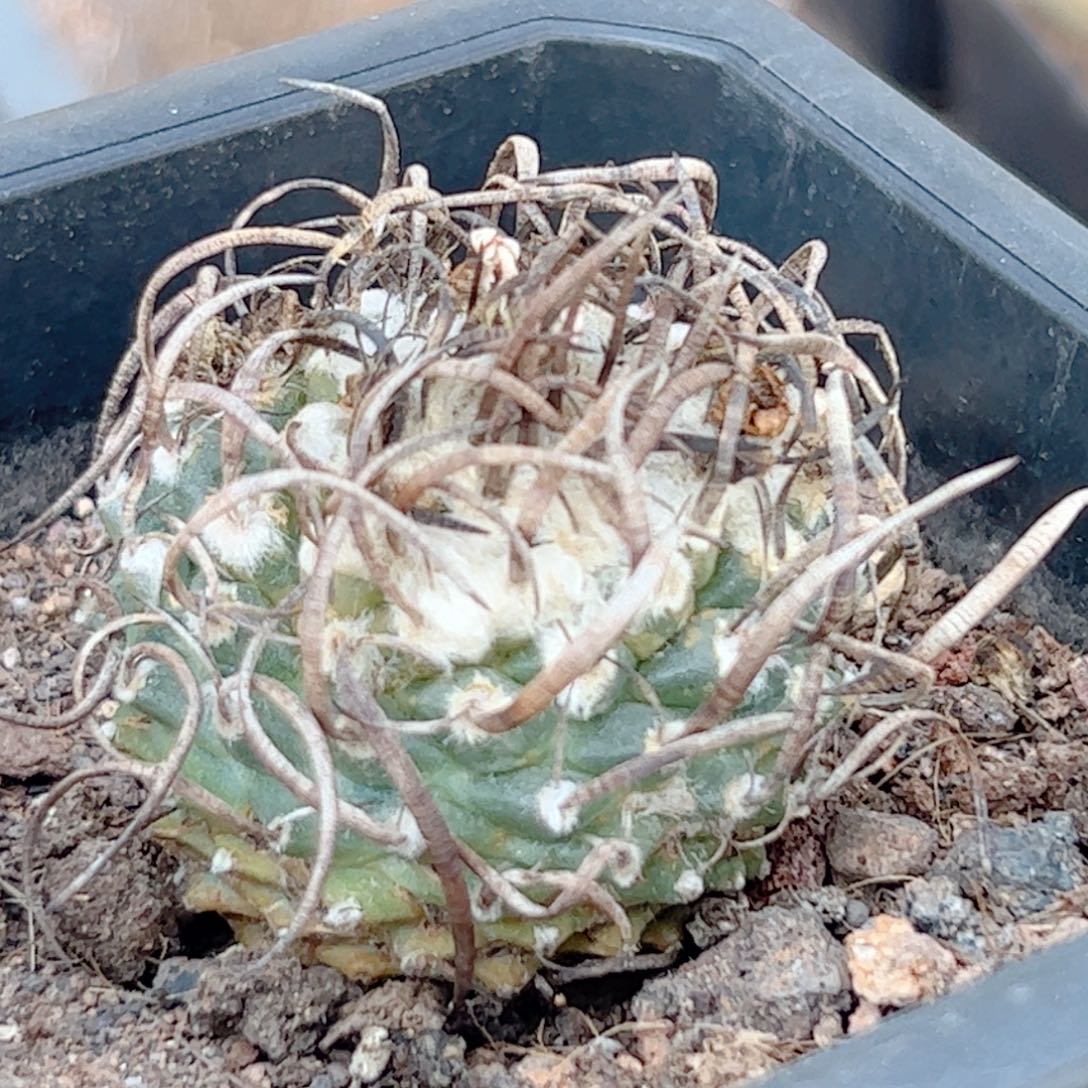 升龙丸仙人球自根