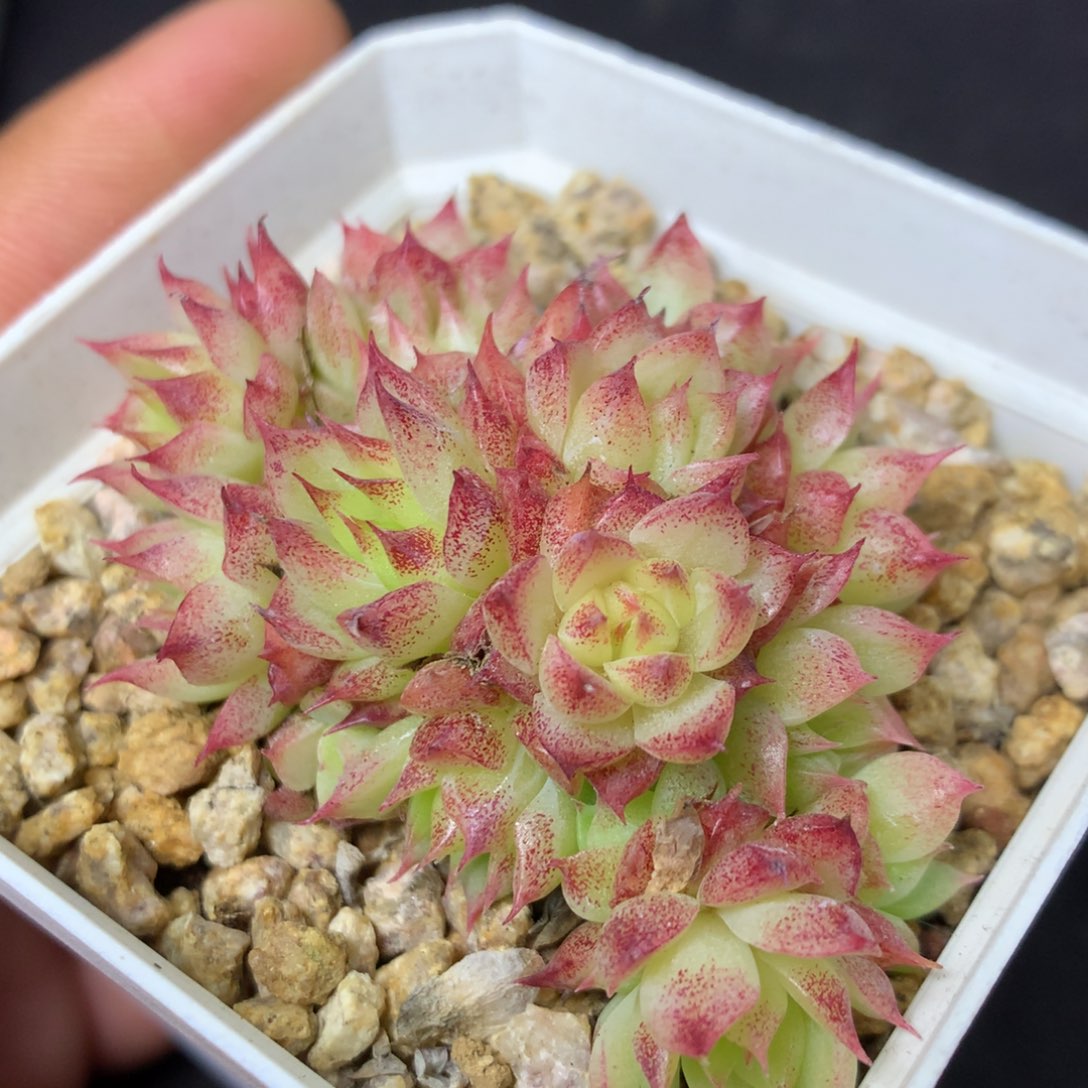 36 精品多肉一物一拍