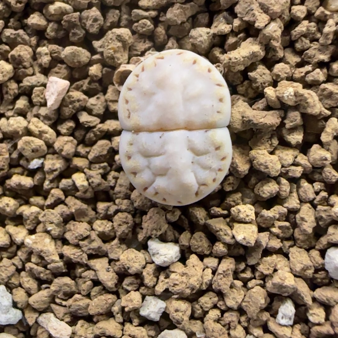 478 生石花大棚直播