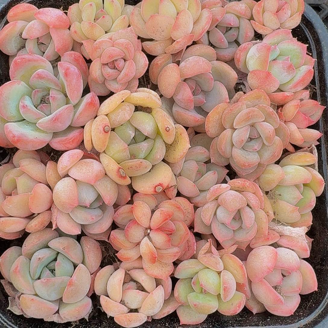 多肉植物多肉植物660