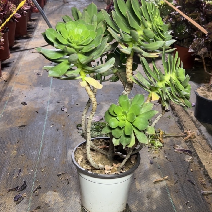 12粉多肉多肉多肉多肉