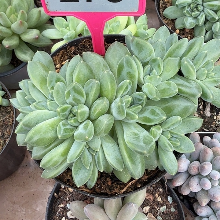 雨花石一物一拍276