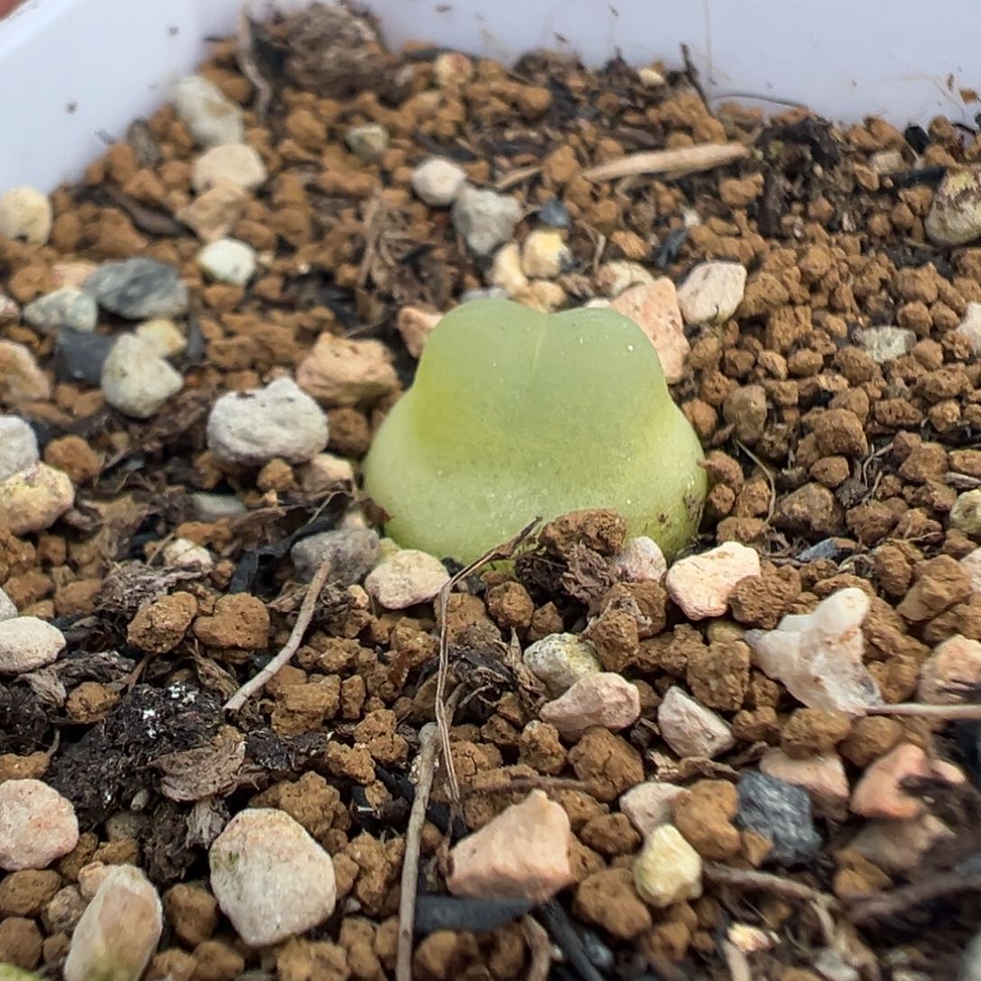 042拉登带盆土发货