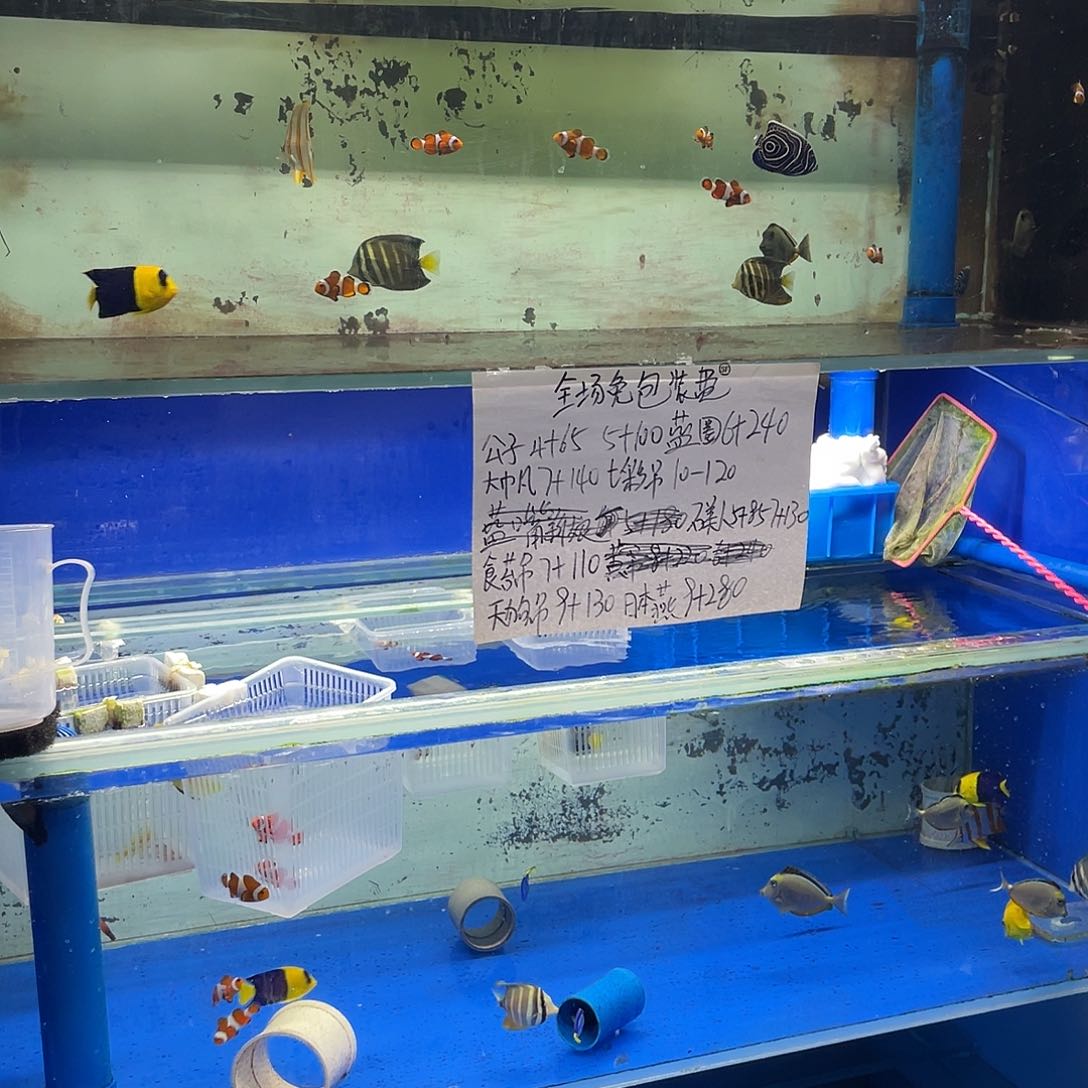 海水鱼?公子5+100。4+60运费五零