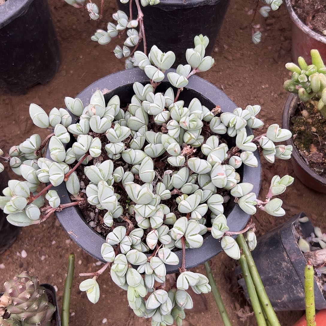 多肉植物碧玉莲带盆