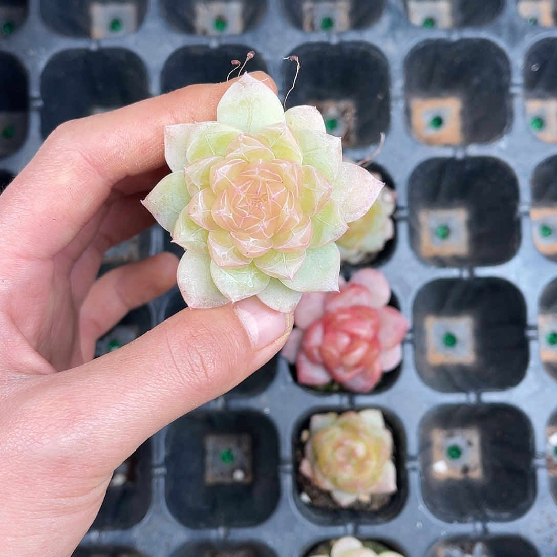 多肉一物一拍21-102