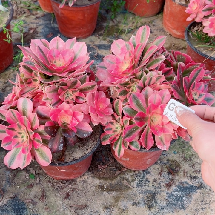 670。671女巫多肉植物妖桩