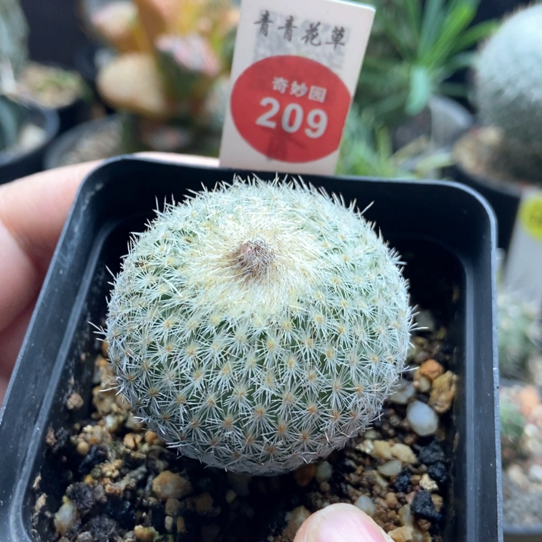 实生月世界4.1cm