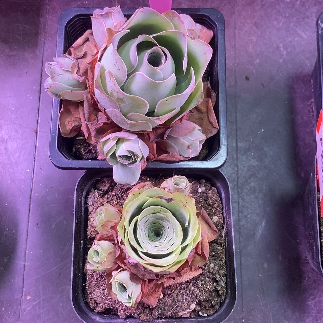 yjj401一物一拍玫瑰